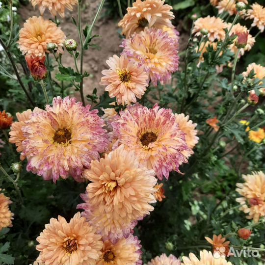 Хризантемы