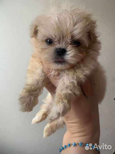 Мальтипу мини