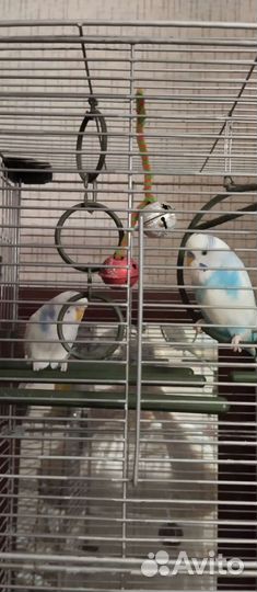 Клетка для попугая +пара попугаев