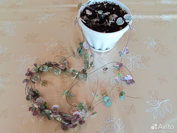 Церопегия вуда вариегатная