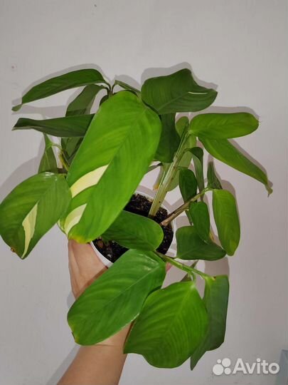 Калатея, Ктененты, кемпферия, антуриум, церопегия