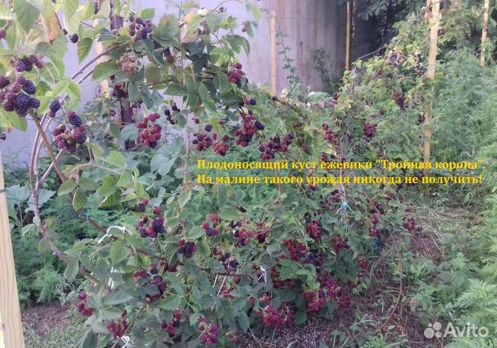 Ежевика, ежемалина, малина сортовая саженцы