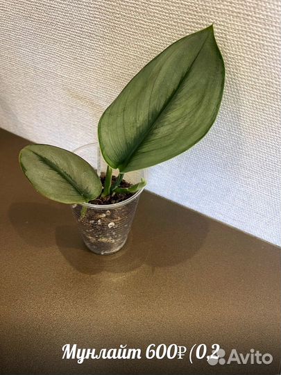 Сциндапсус,эпипремнум