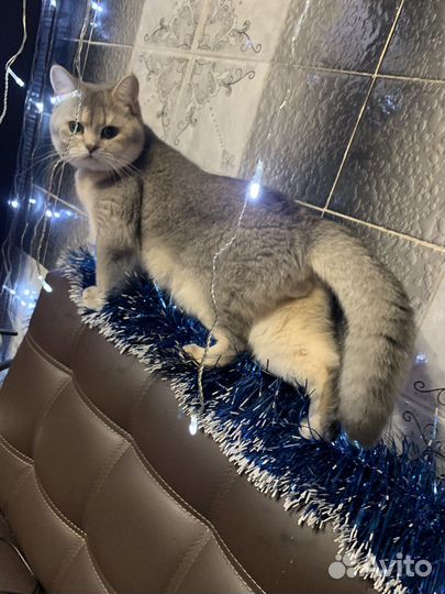 Шотландская шиншилла для вязки