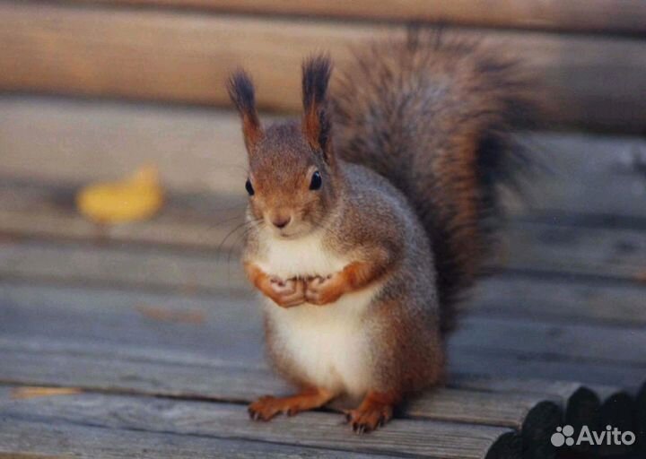 Белка обыкновенная