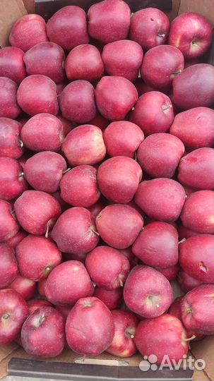 Овощи и фрукты оптом