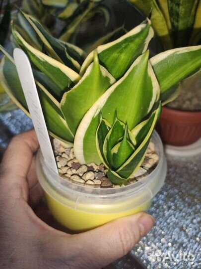 Сансевиерия сортовая