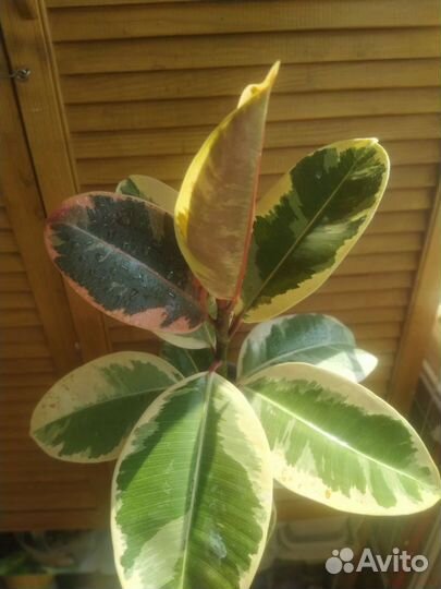 Фикус Тенеке