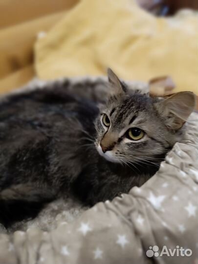 Котик подросток в добрые руки