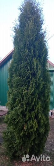 Туя смарагд саженцы