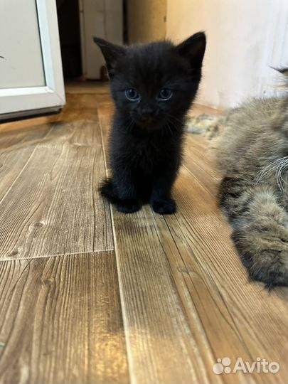 Вислоухие котята