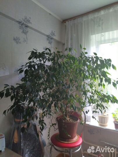 Фикус бенджамина большой