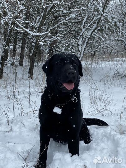 Кобель лабрадора вязка