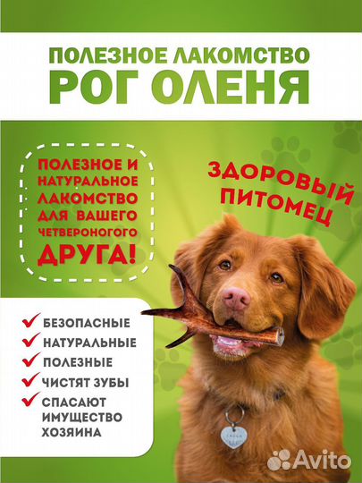 Рог оленя, лакомство для собак