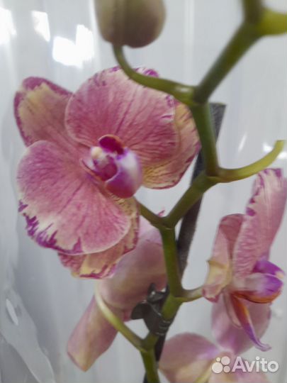 Орхидея фаленопсис