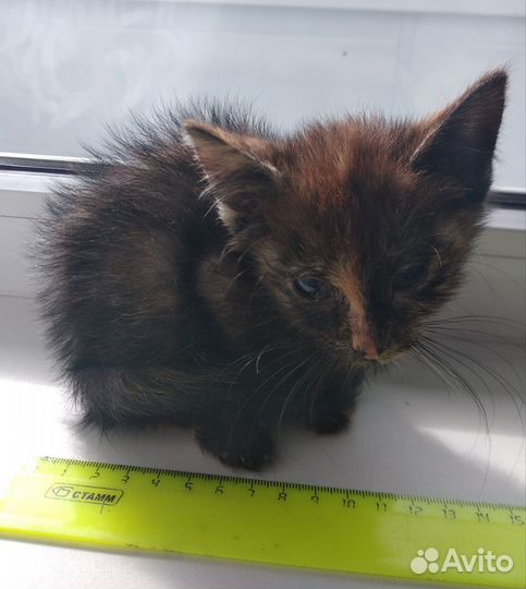 Отдам котенка в добрые руки