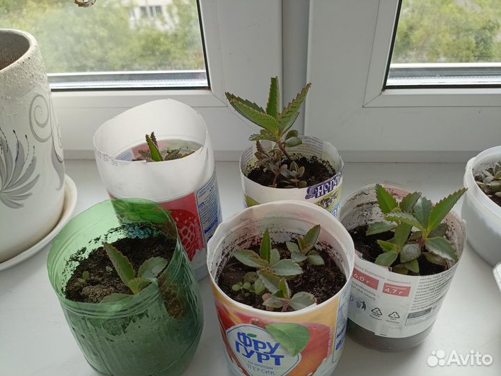 Каланхое лечебное