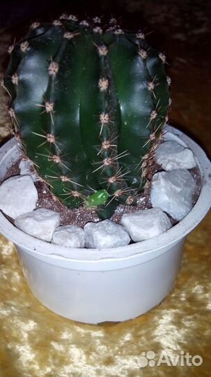Кактус Лобивия высота 5,5 см