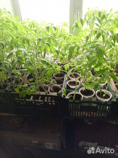 Рассада помидор