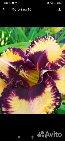 Лилейники сортовые