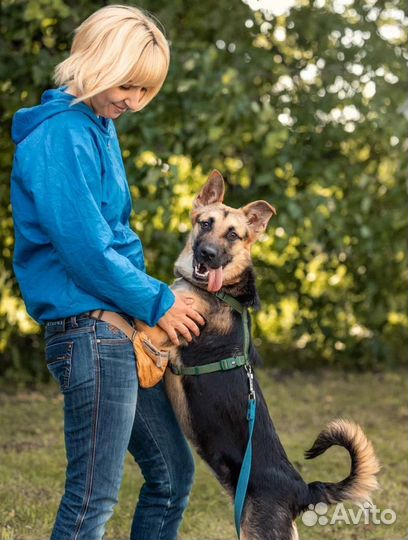 Мини овчарка в добрые руки