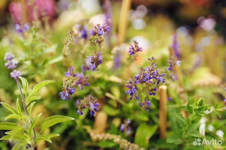 Многолетняя рассада из питомника