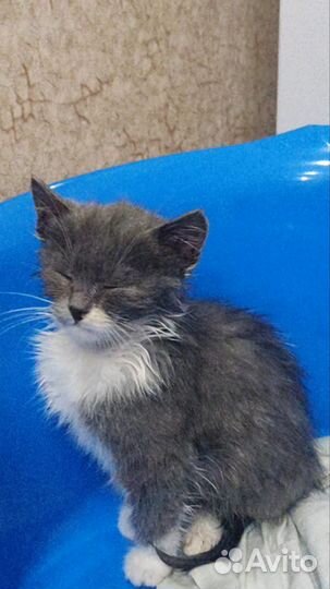 Кошка в дар