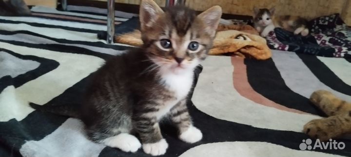 Котята в добрые руки