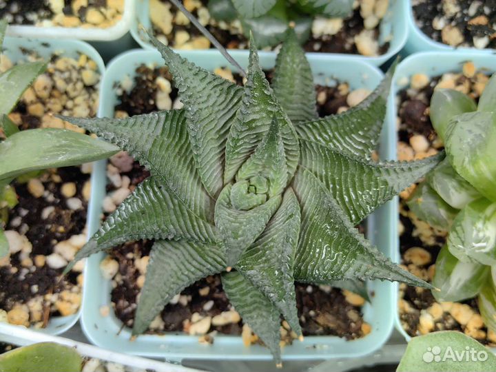 Хавортии сортовые