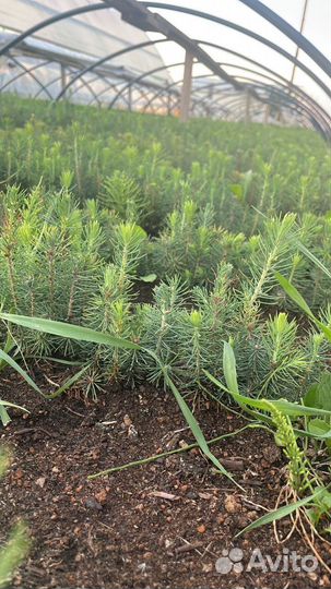 Сеянцы ели окс