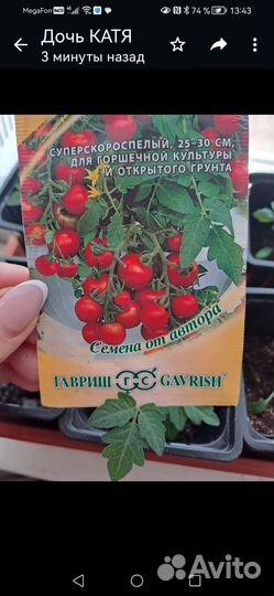 Рассада помидор черри