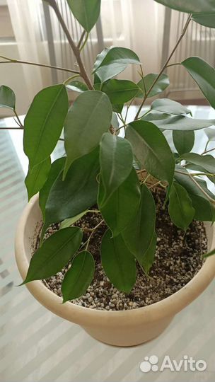 Фикус бенджамина
