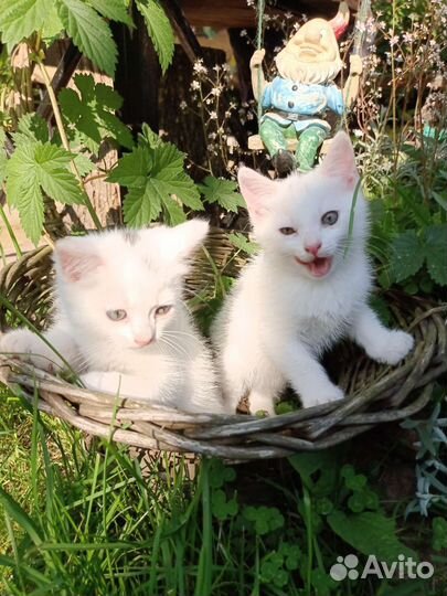 Белые котята