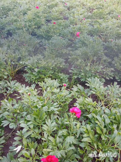 Оптом корни пионов