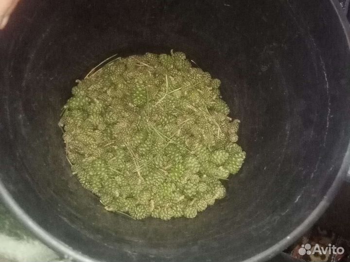 Продам сосновые шишки