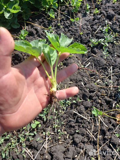 Рассада клубника