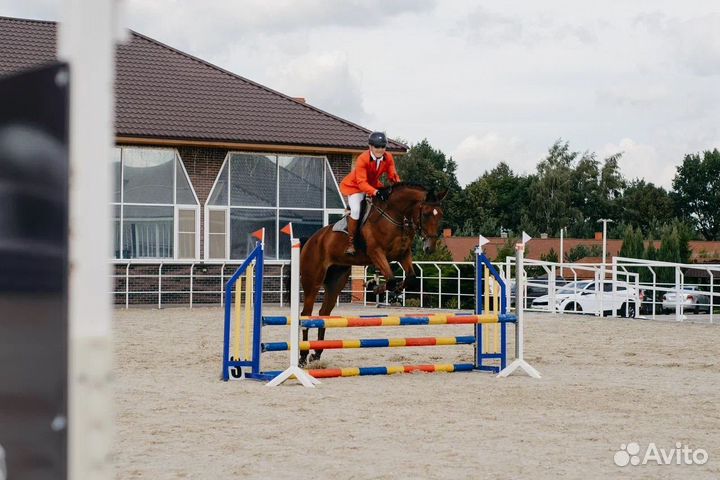 Мерин Бельгийский теплокровный