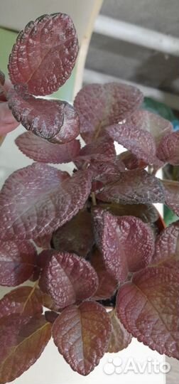 Эписция, оксалис, пеперомия