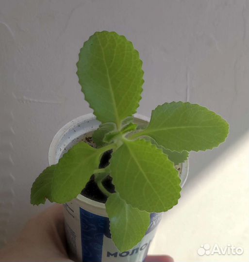 Комнатная мята