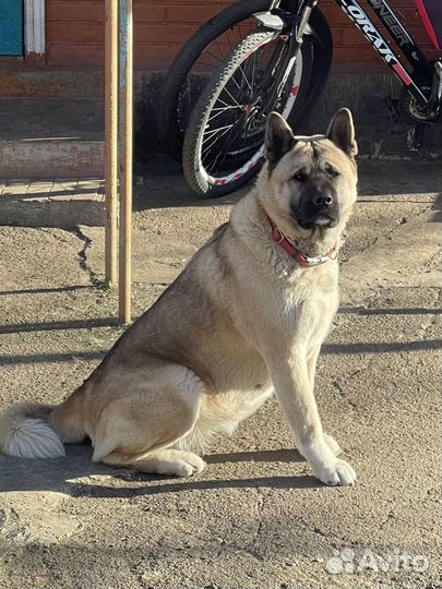 Вычес Шерсти Акиты американской (собака)