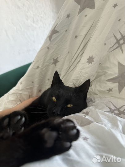 Котик ищет дом
