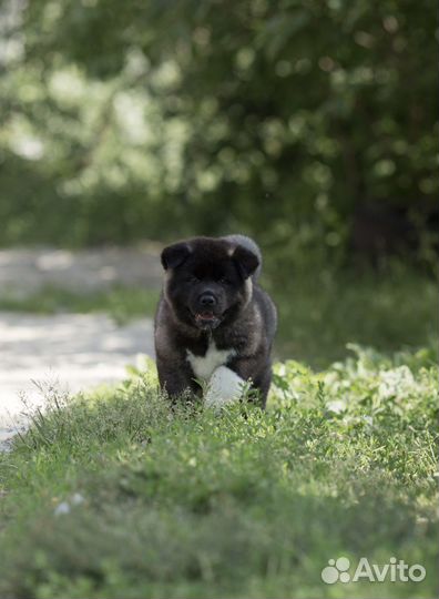 Щенки американской акиты