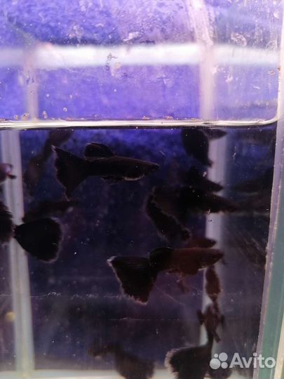 Аквариумные рыбки