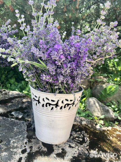 Букет свежесрезанной лаванды