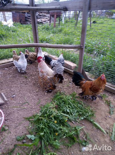 Мильфлер,падуан