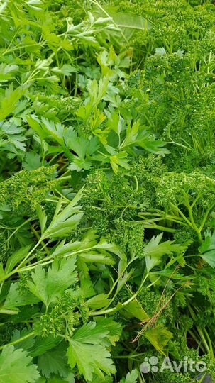 Петрушка, зелень