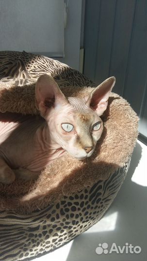 Передержка животных