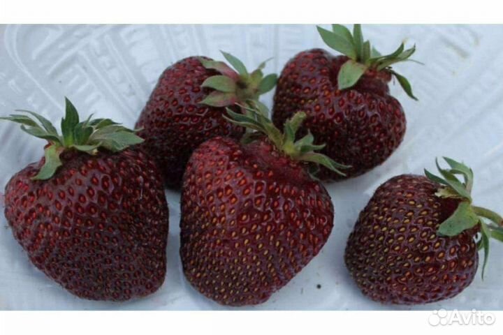 Рассада Чёрный Принц, Максим