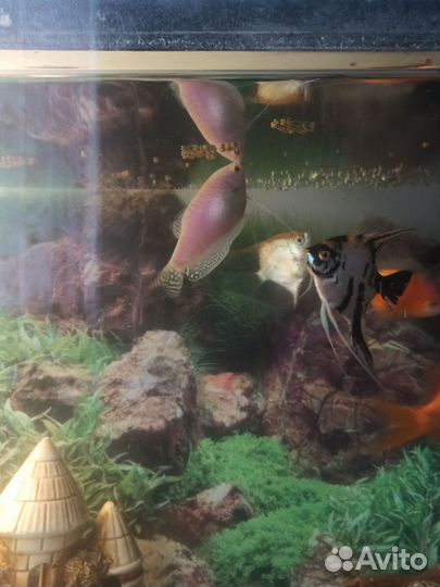 Аквариумные рыбки