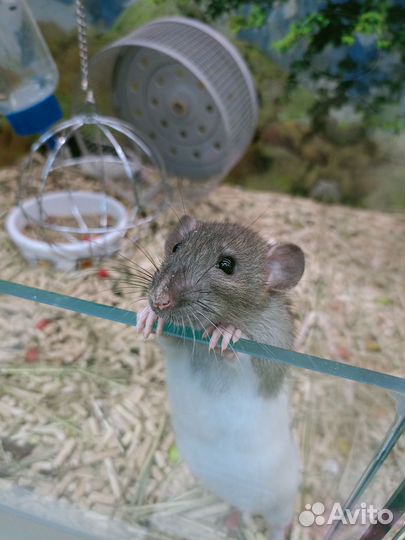 Крыса мальчик